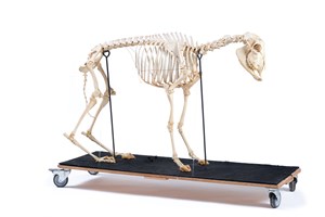 Image description is not available for 1983.35.1